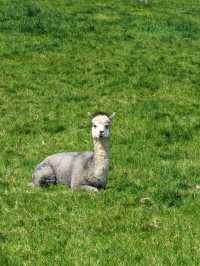 Tewin Bury Farm