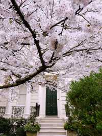 🌸 London’s Cherry Blossom Magic – Best Spring Viewing Spots!