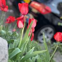 Spring into Bloom
