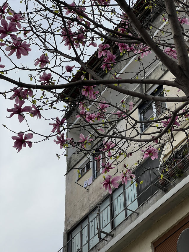 Spring Awakens in Tirana: A City in Bloom🌸🇦🇱