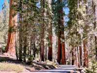 🌲 Sequoia National Park Transportation Tips: How to Get Around the Land of Giants
