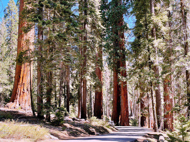 🌲 Sequoia National Park Transportation Tips: How to Get Around the Land of Giants