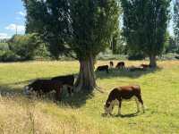 Hidden gems in Cambridge