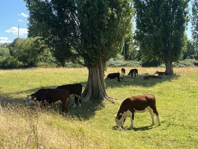 Hidden gems in Cambridge