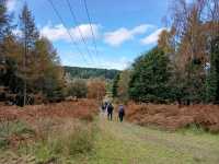 A walk starting in Parkend Forest of Dean