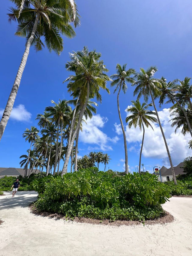 Avani+ Fares Maldives — Where Modern Vibes Meet Wild Ocean Magic