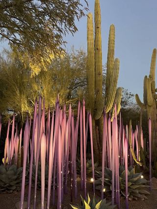 Daily Visit and Exploration  🌵☀️🌸