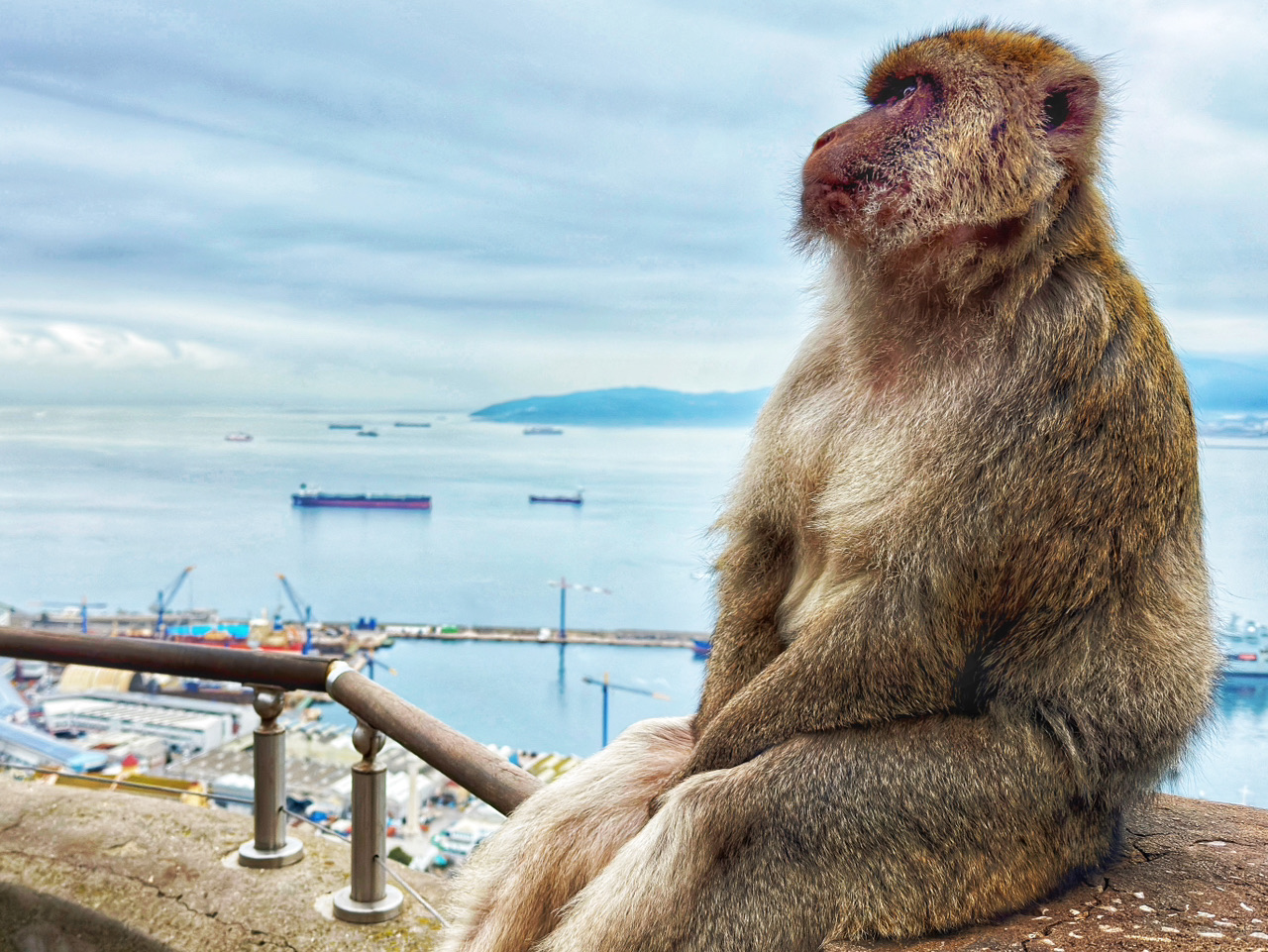 Don’t let the Price Tag (or the uphill walk) put you off a visit to Gibraltar’s Rock Nature Reserve 