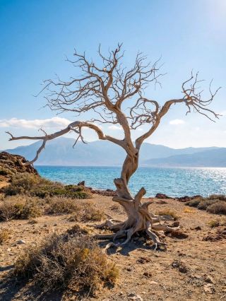 克里斯島：克里特島的黃金天堂切片 