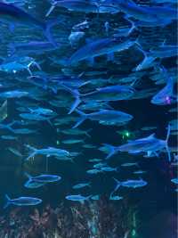 Grandview Aquarium- Guangzhou 