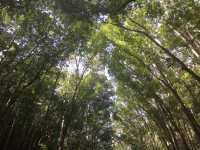 Enchanting Man Made Forest in Bohol 🇵🇭