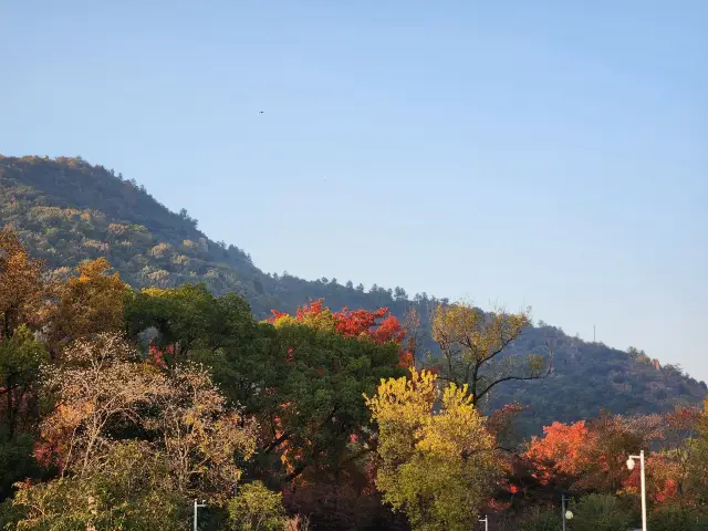 The live situation of red leaves in Tianping Mountain, Suzhou on November 21