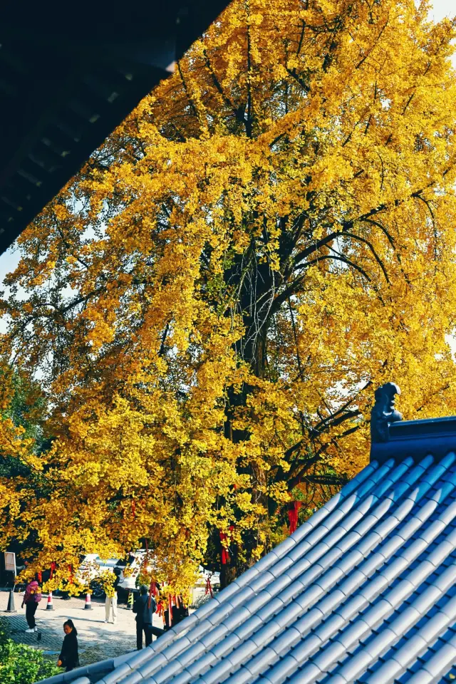 Tianxin Temple is really photogenic, it's so picturesque