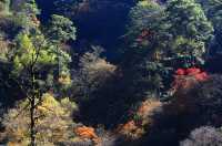 芦山的大深山裡的彩林秘境：大川河