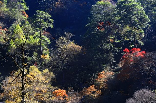 芦山的大深山裡的彩林秘境：大川河