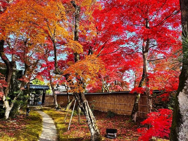 岚山秋楓
