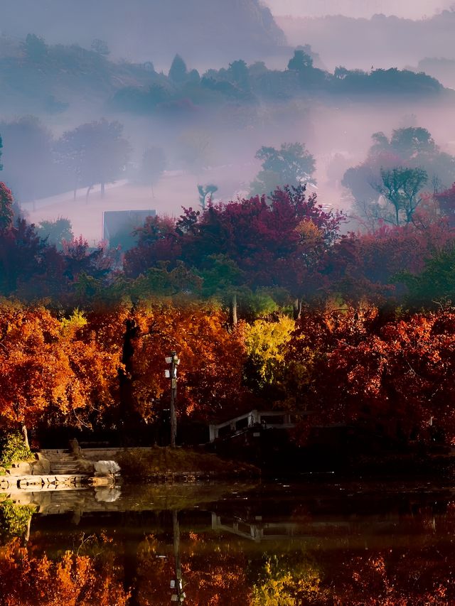 熹微日光滤過晨霧暈染一片紅楓天平山秋日楓紅海洋！