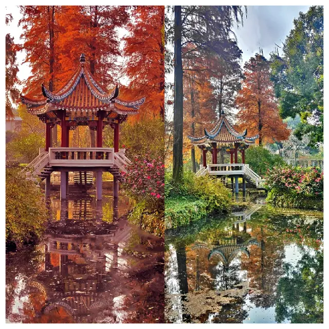武汉植物園の初冬の色彩