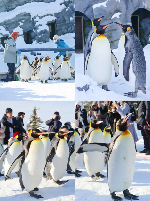 Checking in at Asahikawa, a small and beautiful city! Attached is a guide to Asahiyama Zoo