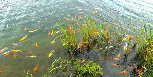 桂粵自駕遊（21）世界地質公園-湖光岩