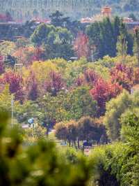 京城首批楓葉秋景美翻世園公園賞景指南