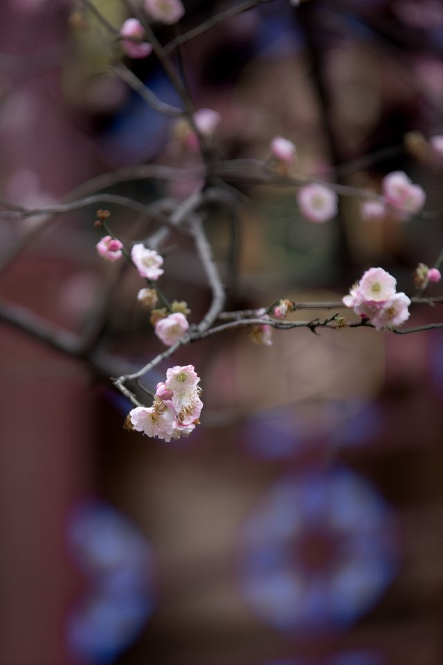 成都超有氛圍感梅花觀賞地｜青羊宮