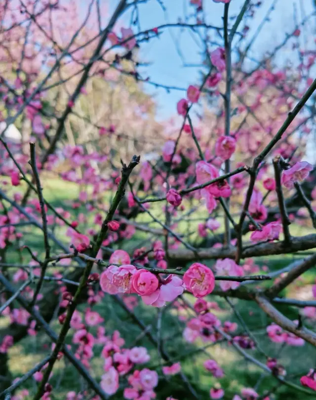 東湖梅園の梅の花が満開です