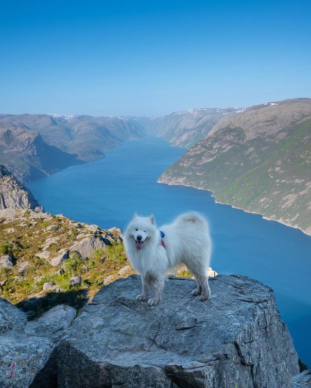 Let the majestic mountains of Norway take your breath away and enjoy the pawfect view with our lovely samoyed puppy.