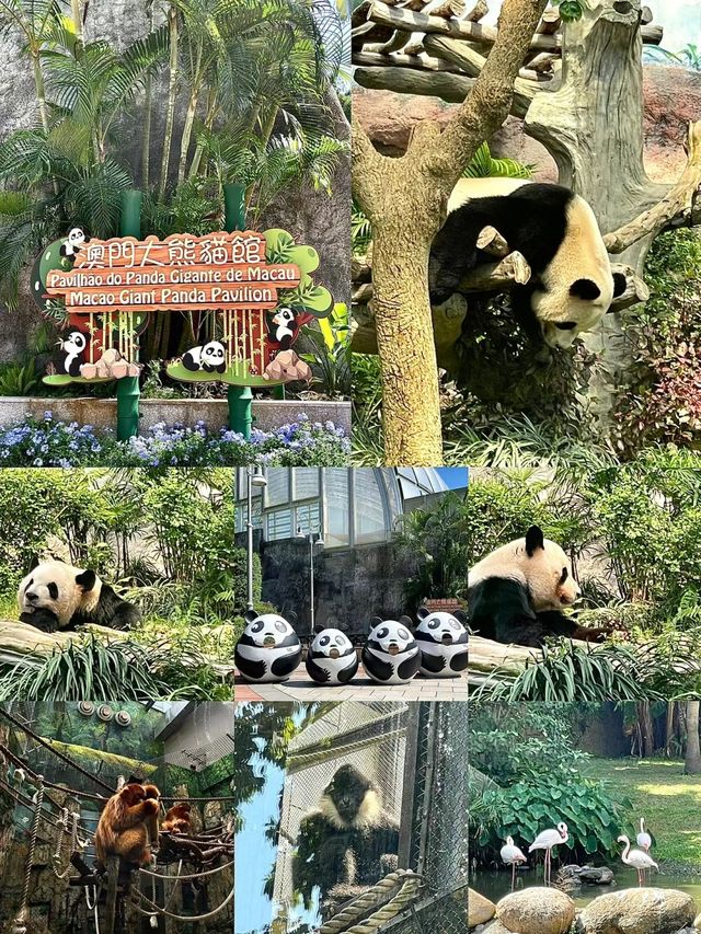 原來澳門這麼少人