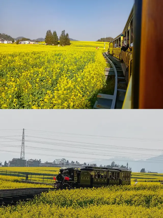 羅平花海｜中國最大的油菜花海