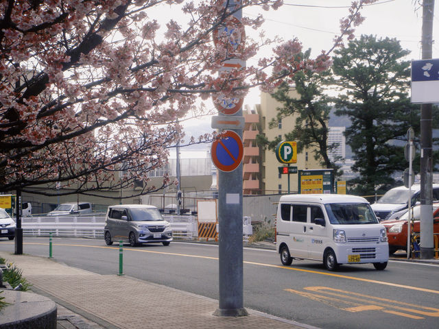 呀 和我一起走花路吧東京一小時車程就可以看到粉色海洋！