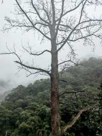 雲霧繚繞北雁蕩   仙俠意趣撲面來