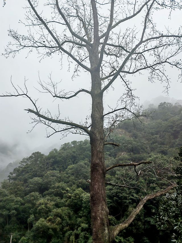 雲霧繚繞北雁蕩   仙俠意趣撲面來