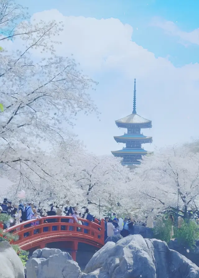 The ultimate guide to the best cherry blossom viewing in Wuhan 2024 awaits you!