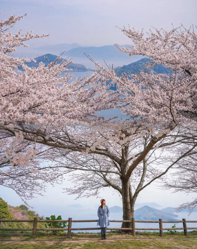 Is there a more enchanting cherry blossom viewing spot in Japan than Shiyun Out Mountain?