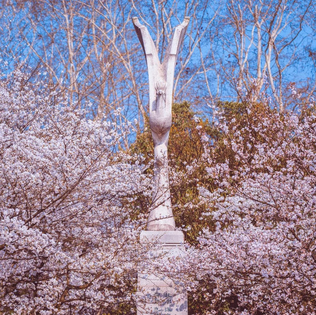 Wuhan University Cherry 🍒 Blossom 🌸 