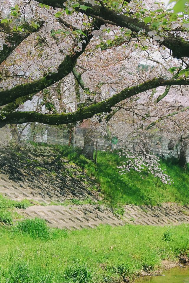 去了‖但錯過櫻花才更遺憾