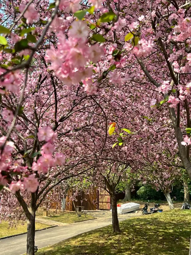 In Chengdu! Captured the epic spring bloom of weeping crabapple trees