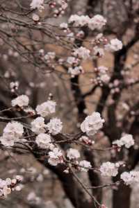 石家莊賞花丨十里杏花谷