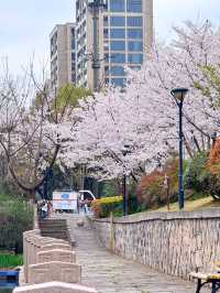 別去良渚賞櫻了！這裡的櫻花人少景美又好拍！