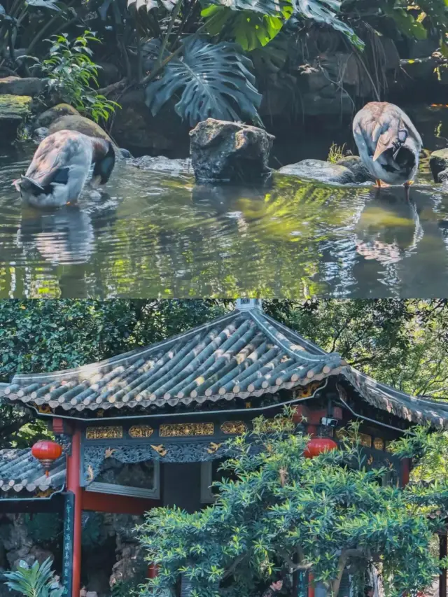 Explore Guangdong with National Geographic: The Charm of Qinghui, an Ancient Garden in Lingnan