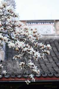 禪源寺百年玉蘭花已開，美過法喜寺！