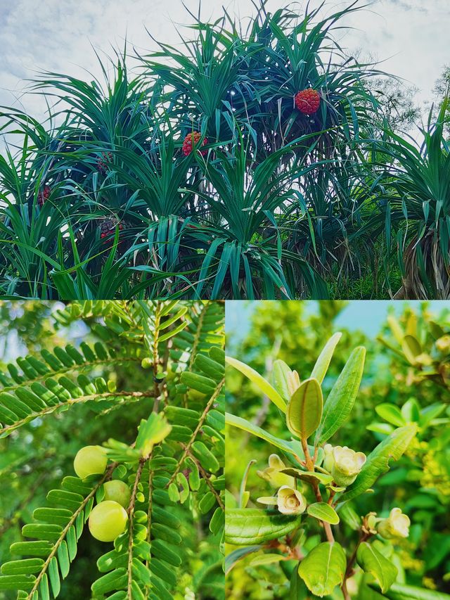 紅排角環線徒步，感受深圳最原始海岸線