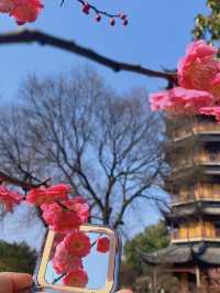 常州紅梅公園，錯過又要等一年！