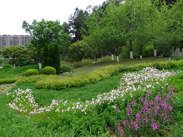 鮮花山谷——登高雲山·雲谷花境