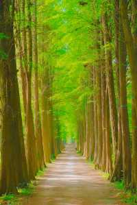 廣州超小眾綠光森林藏在天河的林間小路