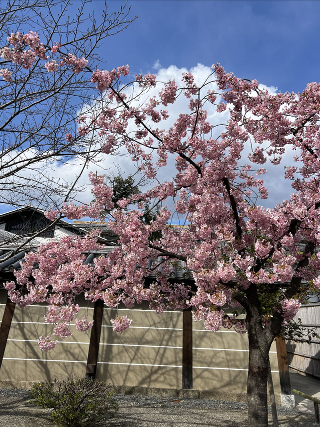 京都東寺也是賞櫻名所之一