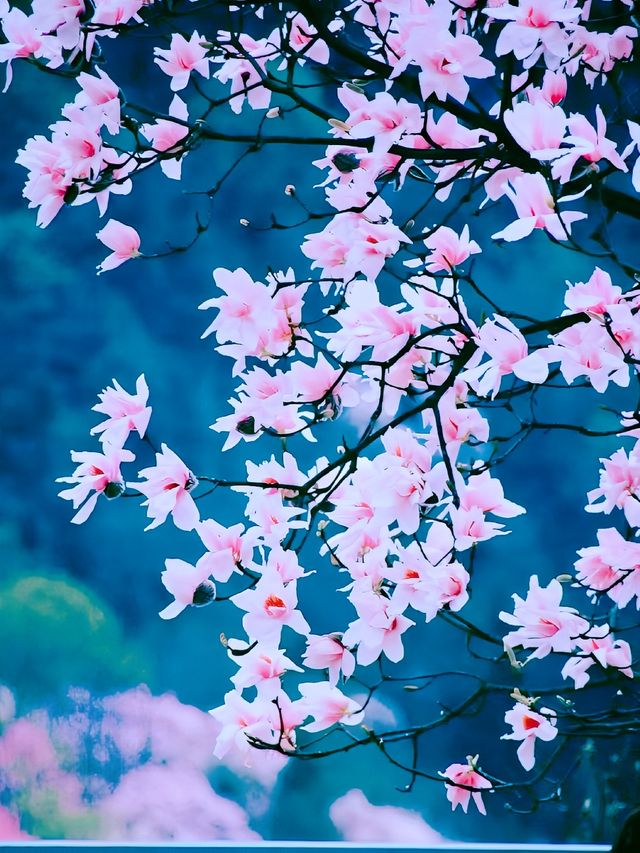 藥王谷的夢幻粉色花海為你而來