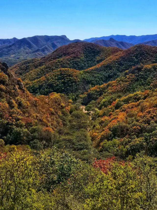 Labagou in Huairou, Beijing | A great season to enjoy autumn, a natural oxygen bar | Birch forest, oak forest