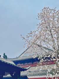 又是一年玉蘭花開時今日長春觀 Live圖